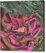 Chrome Rose 64182 Acrylic Print