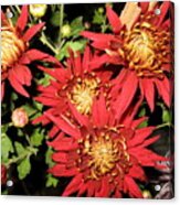 Chrysanthemum 2 Acrylic Print