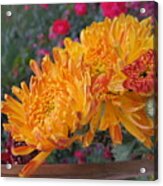 Chrysanthemum 20 Acrylic Print