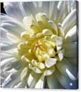 Chrysanthemum In Sunlight Acrylic Print