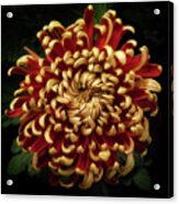 Chrysanthemum 'st Tropez' Acrylic Print