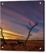 Cirrus Acrylic Print