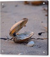 Clam I Acrylic Print