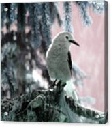 Clark's Nutcracker Acrylic Print