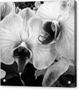 Classic Orchids Acrylic Print