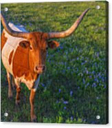 Classic Spring Scene In Texas Acrylic Print