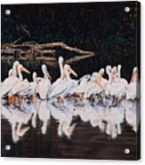 Clear Lake Pelicans Acrylic Print