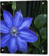 Clematis Flower Acrylic Print