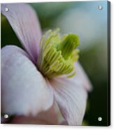Clematis Flower Face Of Spring Acrylic Print