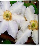 Clematis Acrylic Print