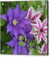 Clematis Purple And Pink White Acrylic Print