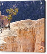 Clinging To The Top Of The Wall Acrylic Print