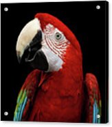 Green-winged Macaw Acrylic Print