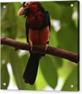 Close Up Look At A Bearded Barbet Bird In A Tree Acrylic Print