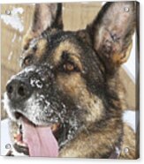 Close-up Of A Military Working Dog Acrylic Print