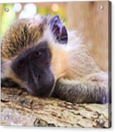 Close Up Of Green Monkey - Barbados Acrylic Print