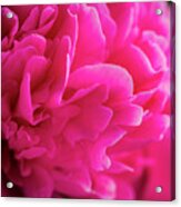 Close Up Of Pink Peony Flower Acrylic Print