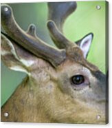Close Up  Of Whitetail Deer Buck With Velvet Antlers Acrylic Print