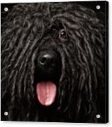 Close Up Portrait Of Puli Dog Isolated On Black Acrylic Print