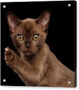 Closeup Burmese Kitten Showing Claw On Raised Paw, Black Isolated Acrylic Print