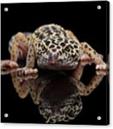 Closeup Leopard Gecko Eublepharis Macularius Isolated On Black Background, Front View Acrylic Print