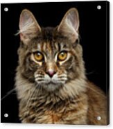 Closeup Maine Coon Cat Portrait Isolated On Black Background Acrylic Print
