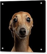 Closeup Portrait Italian Greyhound Dog Looking In Camera Isolated Black Acrylic Print