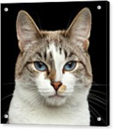 Closeup Portrait Of Face White Cat, Blue Eyes Isolated Black Background Acrylic Print
