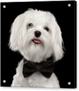 Closeup Portrait Of Happy White Maltese Dog With Bow Looking In Camera Isolated On Black Background Acrylic Print