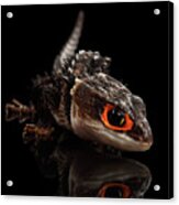 Closeup Red-eyed Crocodile Skink, Tribolonotus Gracilis Acrylic Print