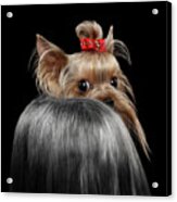  Closeup Yorkshire Terrier Dog, long groomed Hair Pity Looking back Acrylic Print