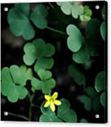 Clover Acrylic Print