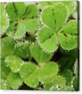 Cloverland Frosted Over Acrylic Print