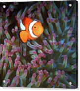 Clownfish In Anemone, Great Barrier Reef 6 Acrylic Print