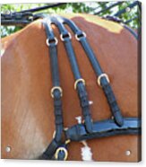 Clydesdale Tack Acrylic Print