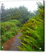 Coastal Ferns Of Oregon Acrylic Print