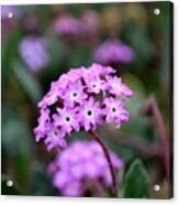 Coastal Flower Acrylic Print