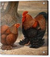 Cochin Chickens Acrylic Print