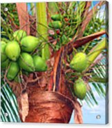 Coconut Palm Treasure Coast Florida C1 Acrylic Print