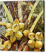 Coconuts Acrylic Print