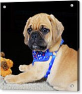 Cody The Puggle 8 Acrylic Print