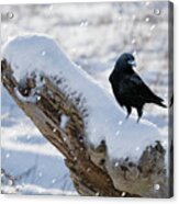 Cold Winter Acrylic Print