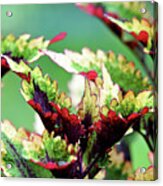 Coleus Acrylic Print