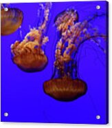 Collection Of Jellyfish Acrylic Print