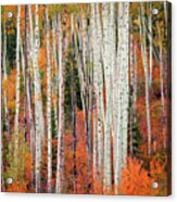 Colorado Aspens Acrylic Print