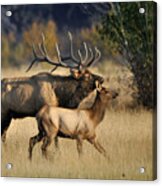 Colorado Elk Acrylic Print