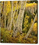 Colorado Fall Aspen Grove Acrylic Print