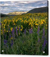 Colorado Wildflower Sunrise Acrylic Print