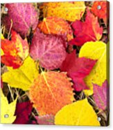 Colorful Autumn Leaves Acrylic Print