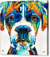 Colorful Boxer Dog Art By Sharon Cummings Acrylic Print